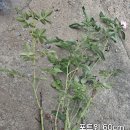 알케미스트 이미지