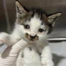 홍익동물종합병원 이미지