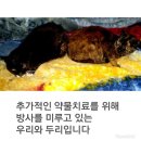 [사진주의]고양이 2마리가 어린나이에 처참한 몰골로 구조되었어 이미지