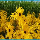 드림파크 이미지