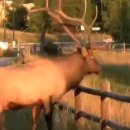 엘크사슴 이미지