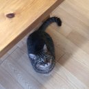 하늘을 걷는 고양이 카페 이미지