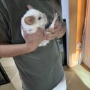 알파카미디어 | 파주 아이랑 실내동물원 카피바라 테이블에이 할인 혜택 이벤트 후기 아쉬운점