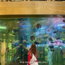 큐뮬러스 - 종로구 종로 51 | [아식스 세실리아반센] 젤 큐뮬러스 16 SSCB 착용 후기