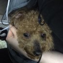 스킨앤이어동물병원 이미지