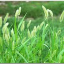 강아지풀 이미지