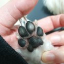 론이네무인애완용품할인점 | 강아지 발바닥관리③ 발바닥 건조, 발패드 까짐에 추천 페스룸 포우케어 에센스 후기