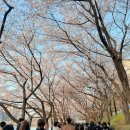 송파구 송파문화체험길 | 송파구 호수벚꽃축제 주말 인파 실화?｜석촌호수 벚꽃 라이트쇼 취소 절망편