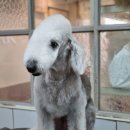 달이네 애견미용실 이미지