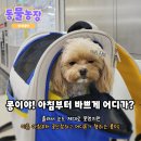 신디농장 네이버블로그