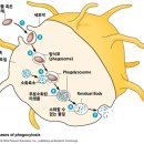 코로나 항체 유지 3달 - 왜 몸은 아까운 항체를 없애지? 이미지