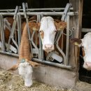 가축인공수정소 이미지