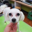 미래펫 동물병원 이미지