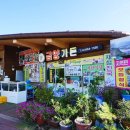 코스모스와 메밀가든 이미지