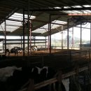 단성목장 이미지