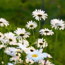 남천초등학교장 이미지