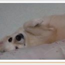 덩어리 Daum카페