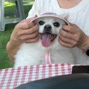 [애견동반 카페 후기] 인천 계양 애견동반 카페 <모모아트> 내돈내산 후기!