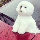 퍼피스프링 강서점 이미지