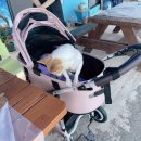 구진대게회