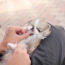 펫블리강아지&미라클고양이 이미지