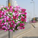 청라대로(공촌3교) 파이낸셜뉴스