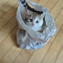 아지&냥이 이미지