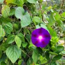 브니엘2농장 이미지