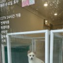 멍뭉이네 살롱 이미지