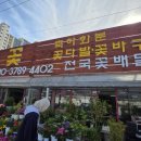 텃밭 꽃심기 준비! 성해꽃 종묘 방문 후기