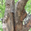 영풍 단촌리 느티나무 이미지