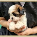 시츄언니 이미지