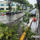 광주서 가로수 부러져 도로 막혀 이미지