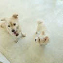 다둥 반려견 호텔 유치원 이미지