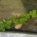 작은연못 | 영종도 작은 연못 방문 후기+어항 세팅!