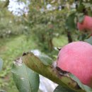 와룡농원 이미지