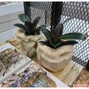 소유안경원 아브뉴프랑 판교점 이미지