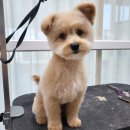 폼#반려견미용실 네이버블로그