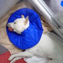 한사랑동물병원 이미지