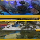 단영수산 | [대성수산] 영종도 구읍뱃터 횟집 추천 / 영종도 대성...예약 서비스 랍스터 후기 / 성공9단 대성수산 횟집