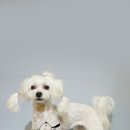 한강펫살롱 이미지