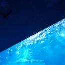 로얄수족관 | 아기랑 오키나와 츄라우미 수족관 돌고래 먹이주기 &amp; 유아차 대여 후기