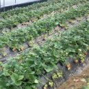 옥분농장 이미지