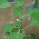 털까마중Solanum sarrachoides Sendtn. 이미지