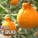 호근농장 네이버블로그