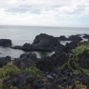 제주 월령리 선인장군락 이미지