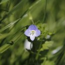 백마 골프 타운 이미지