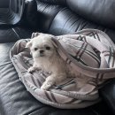 산호애견미용실 | 2026 2월 일상