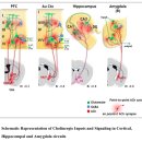 Re:Re:Basal Forebrain Cholinergic Circuits and Signaling in Cognition and Cognitive Decline 이미지