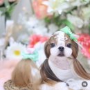 양지켄넬 이미지